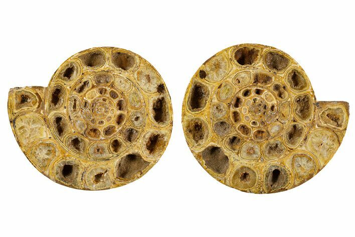 Cut & Polished Jurassic Ammonite (Perisphinctes) Fossil #344940